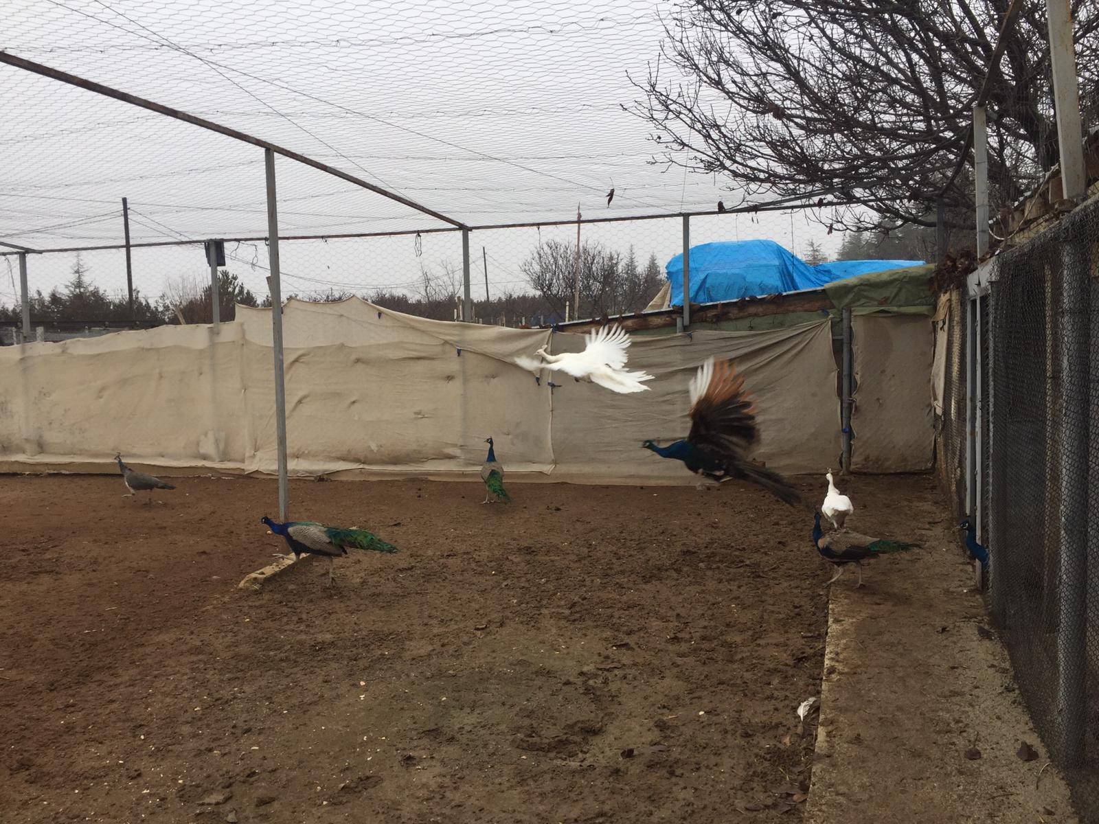 Bu kuşların çifti 5 bin liraya kadar satılıyor