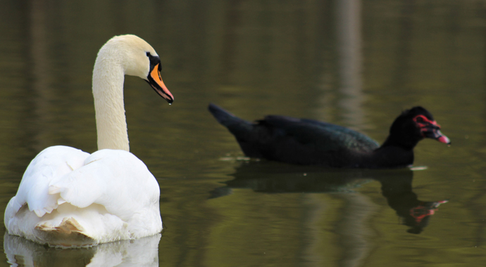 Bu parktaki kuşların yaşamları internet üzerinden gözlem altında