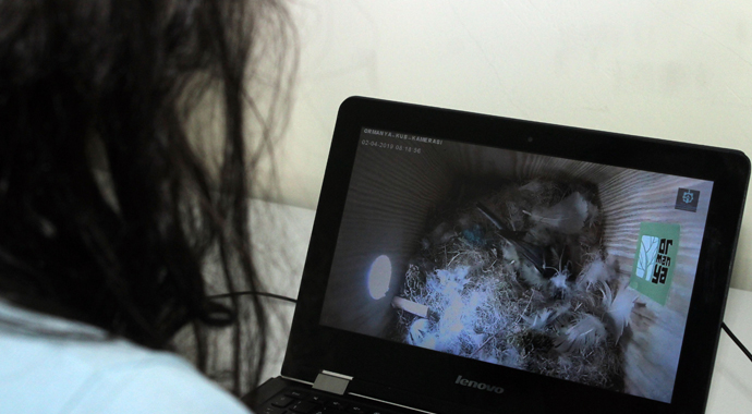 Bu parktaki kuşların yaşamları internet üzerinden gözlem altında