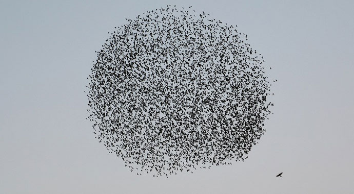 Sığırcıkların gökteki raksı: Kuşlardan havada görsel şölen