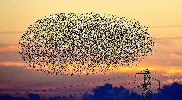 Sığırcıkların gökteki raksı: Kuşlardan havada görsel şölen