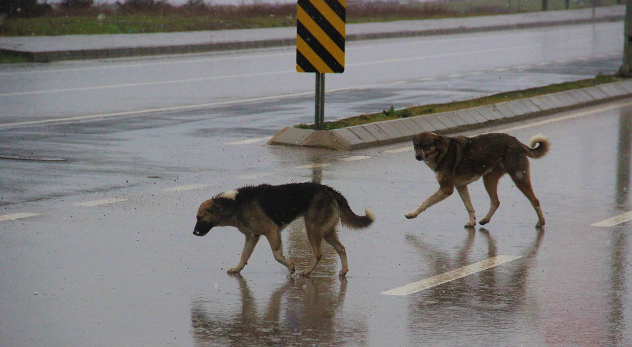 İstanbul'un köpekleri Kocaeli'nin kabusu oldu