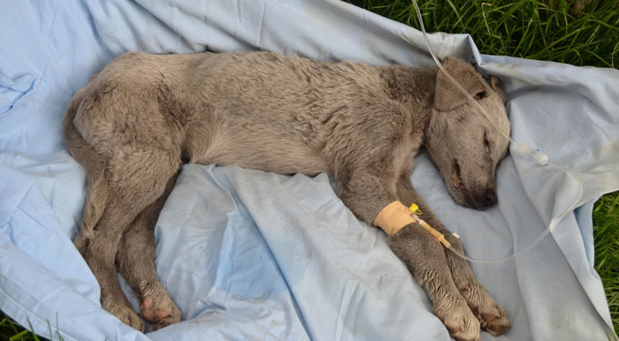 Ölmek üzereyken bulunan köpeğe Mehmetçik şefkati