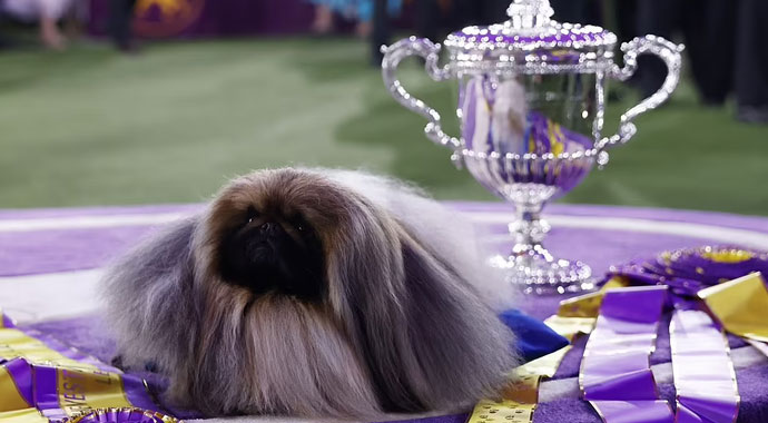 ABD'de köpek güzellik yarışmasını 'Wasabi' kazandı