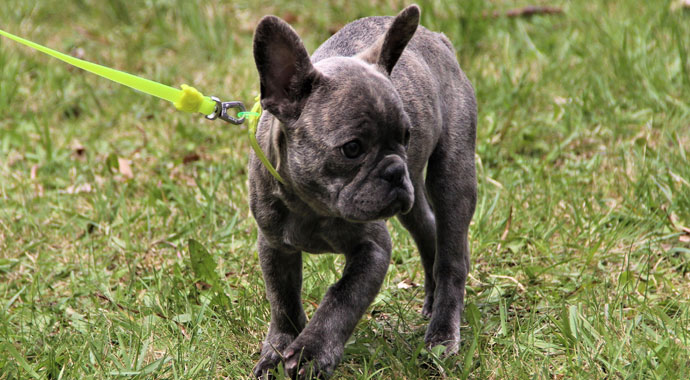 Ölümle burun buruna sevimlilik mücadelesi