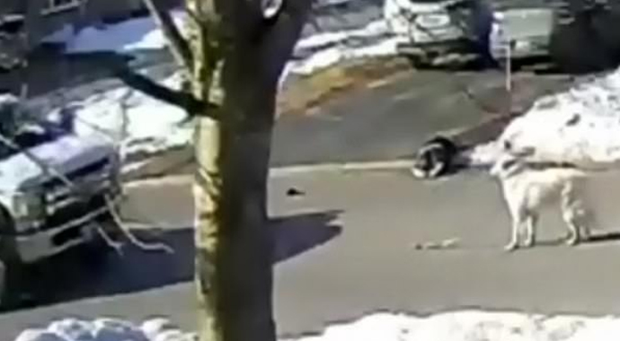 Bayılan sahibine yardım etmeleri için trafiği durdurdu