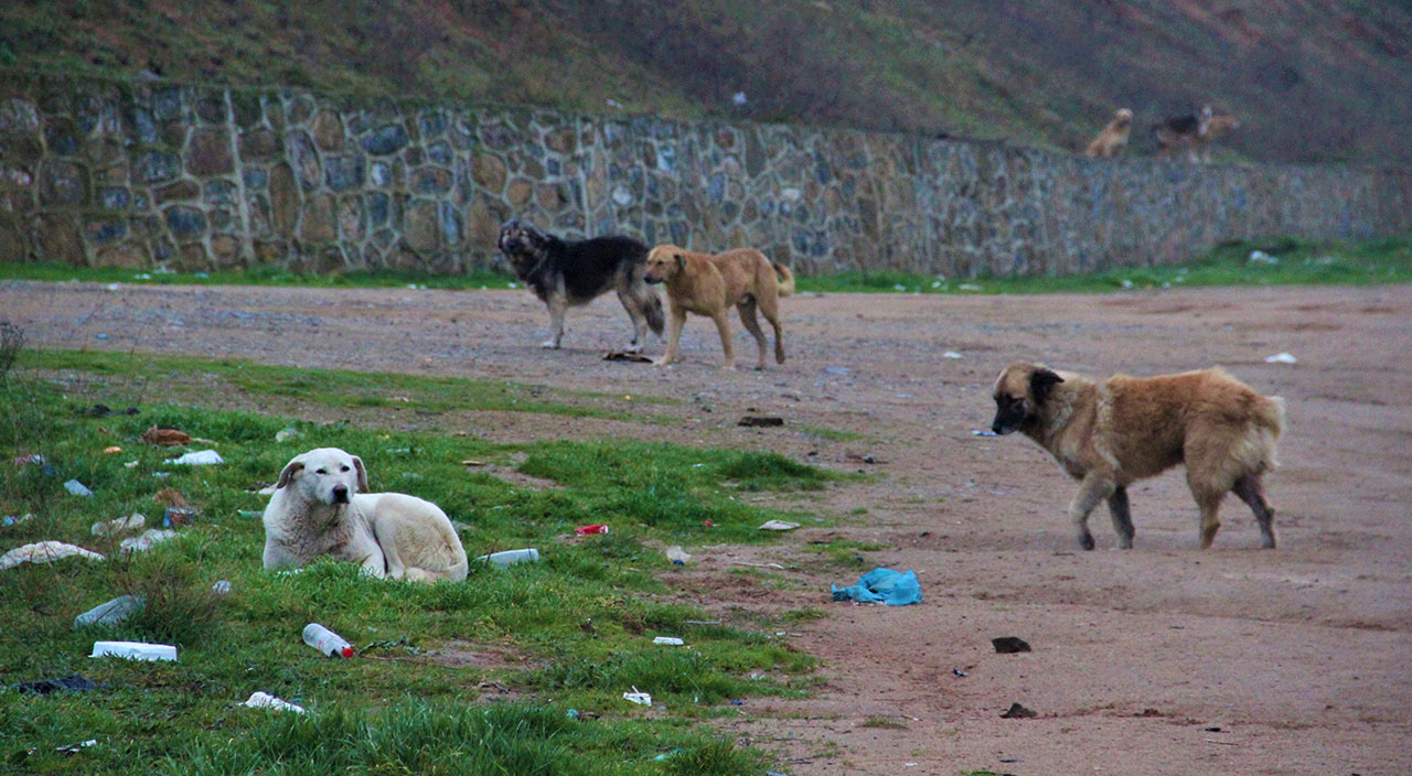 İstanbul'un köpekleri Kocaeli'nin kabusu oldu