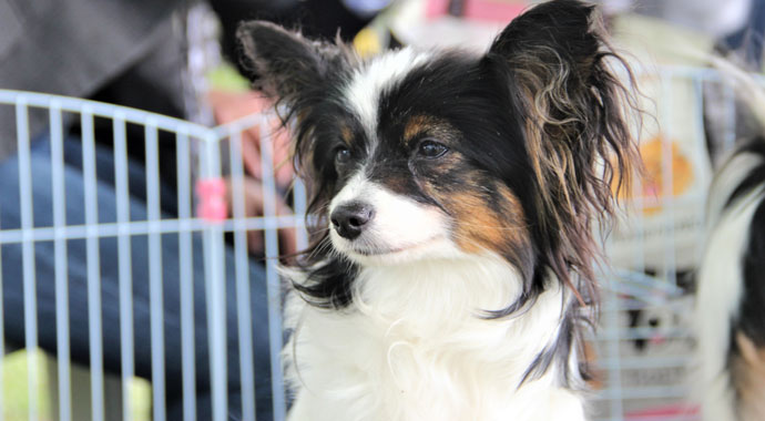 Bu cins Türkiye’de bir ilk