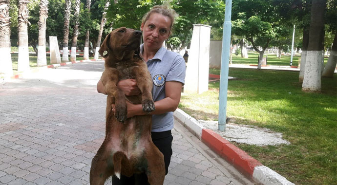 Sokak köpeğini bıçaklayarak ölüme terk ettiler