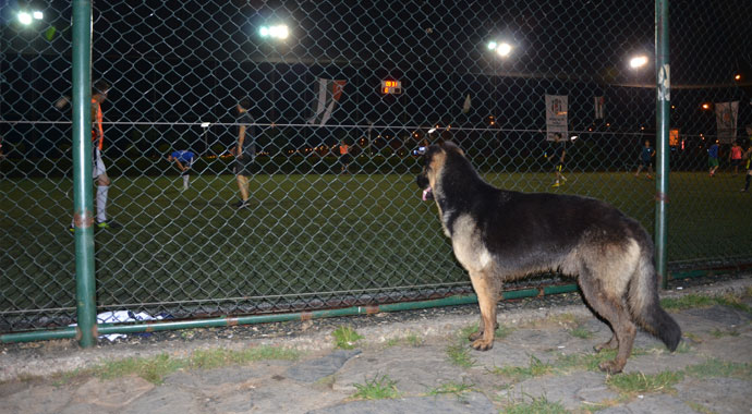 Köpeğin futbol tutkusu