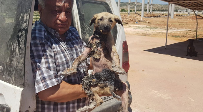 Bu köpeğin başına gelenler pişmiş tavuğun başına gelmedi