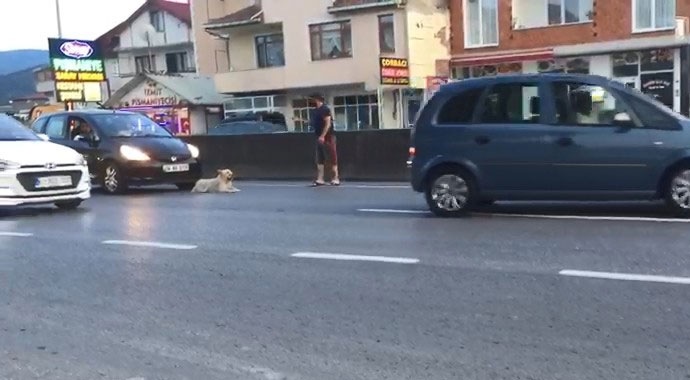 Yolun ortasına yatan köpek trafiği felç etti