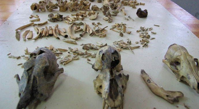İnsanlığın 4 bin 500 sene önce köpek etini pişirerek tükettiği ortaya çıktı