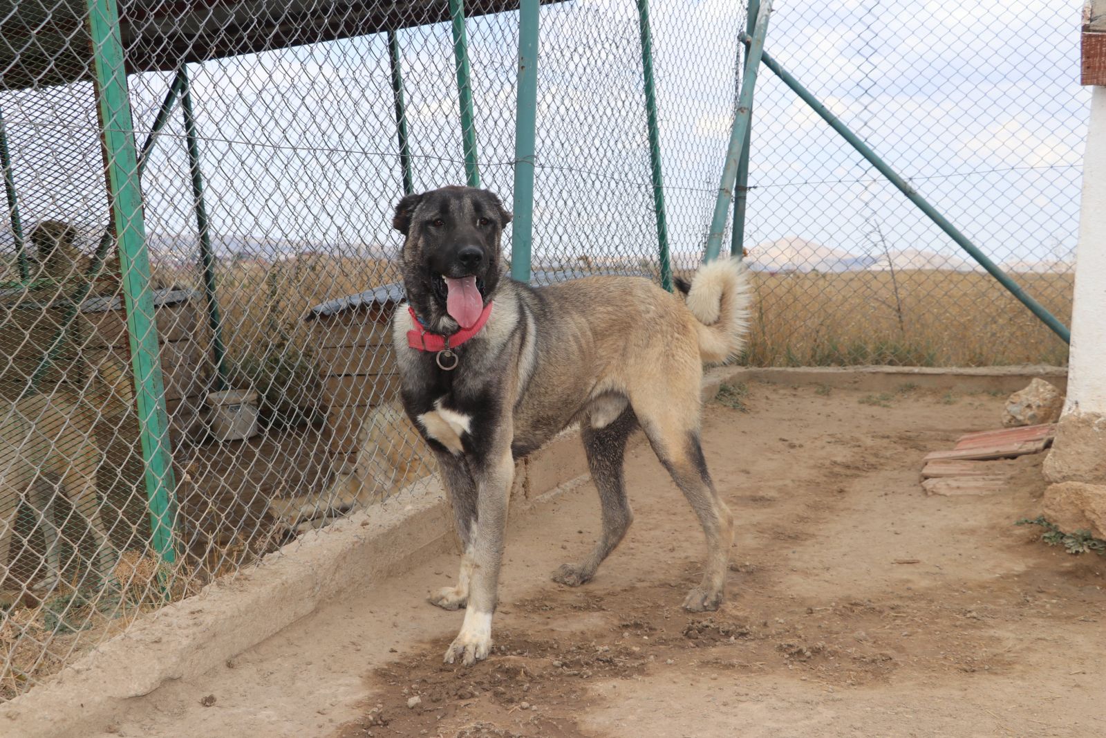 Lüks bir otomobil fiyatında, değeri dudak uçuklatıyor