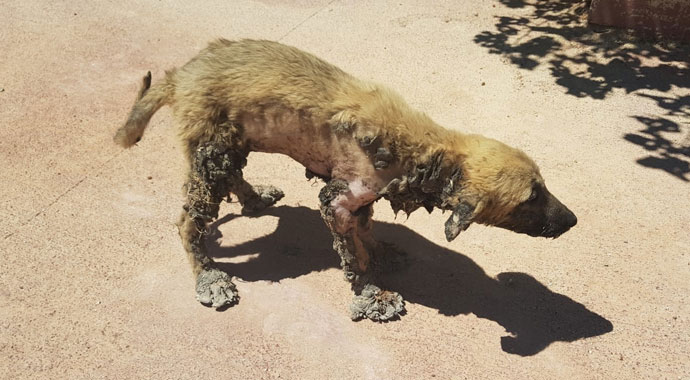 Bu köpeğin başına gelenler pişmiş tavuğun başına gelmedi