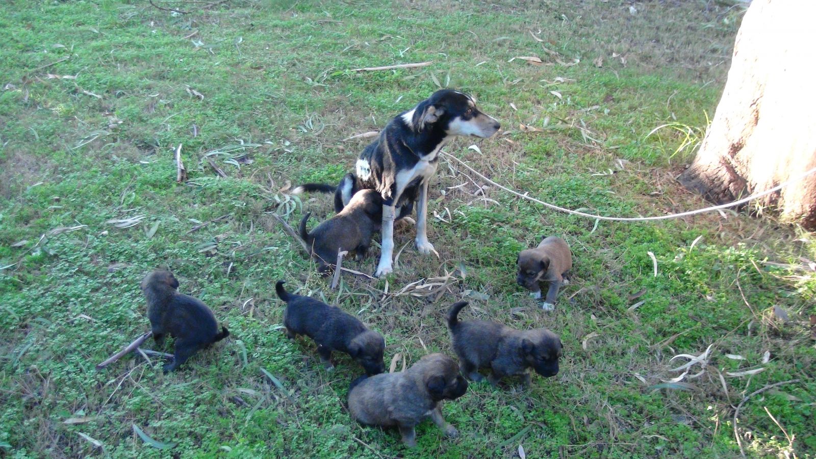 Vicdansızların vurduğu sokak köpeği yavrularına kavuştu