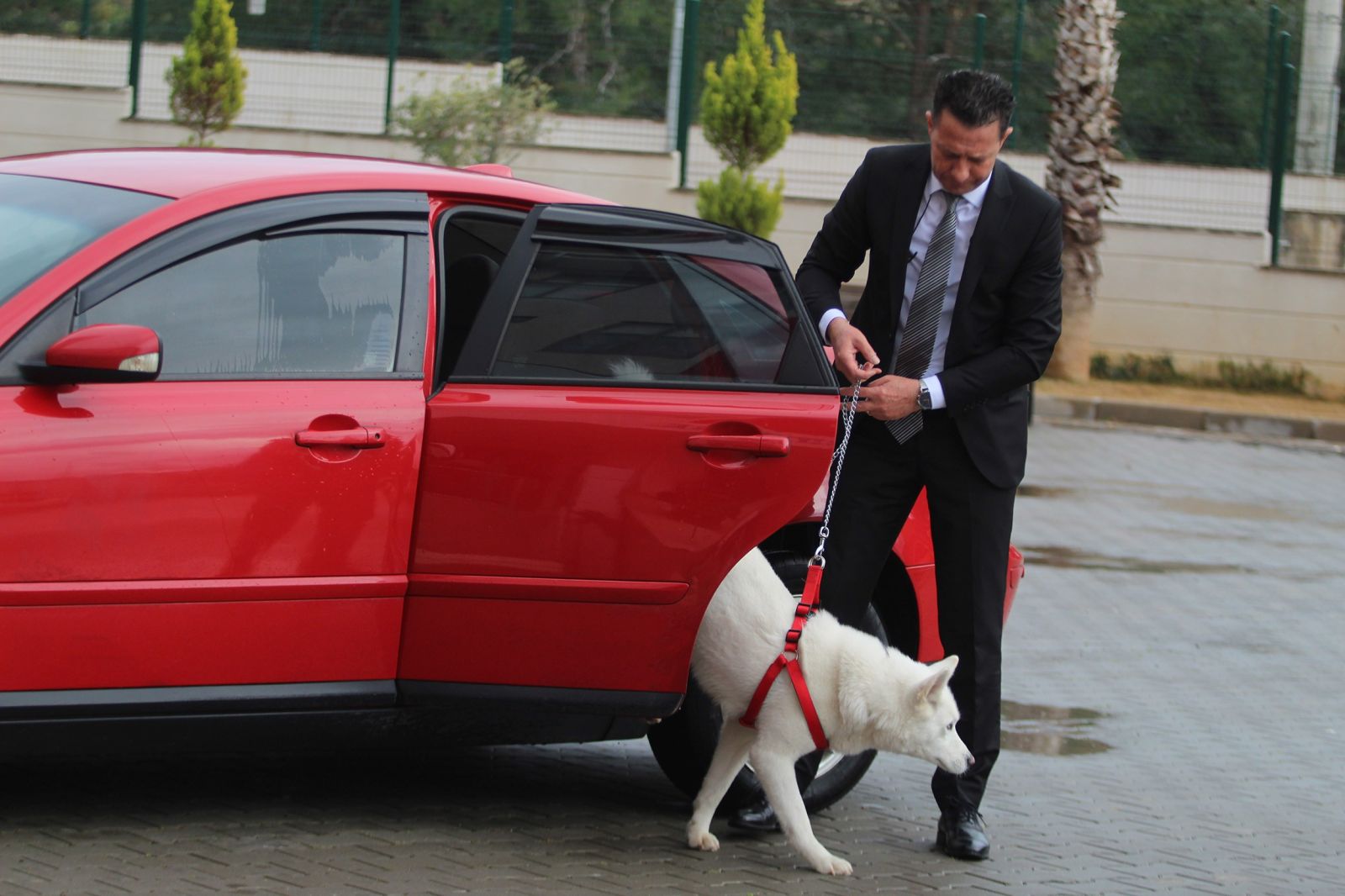 Müdürün internetten sahiplendiği köpek okullu oldu