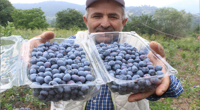 Dağ köyünün yüzünü güldürdü... Dönümden 80 bin lira kazanıyor
