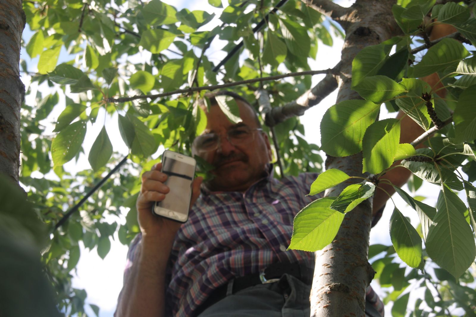 Her şey yakınlarına ulaşmak için: Minareye, çatılara ve ağaçlara çıkıyorlar