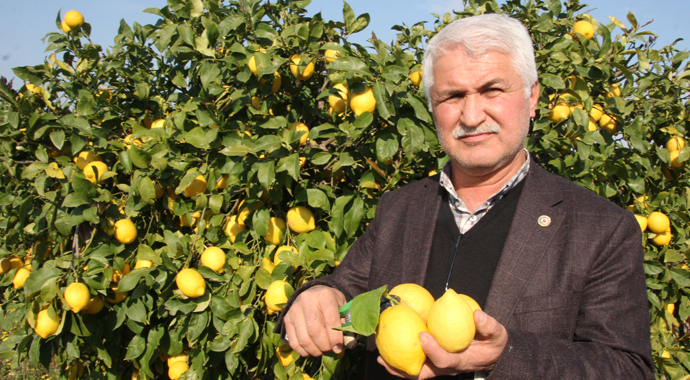 Aşırı yağış limon hasadını sekteye uğrattı