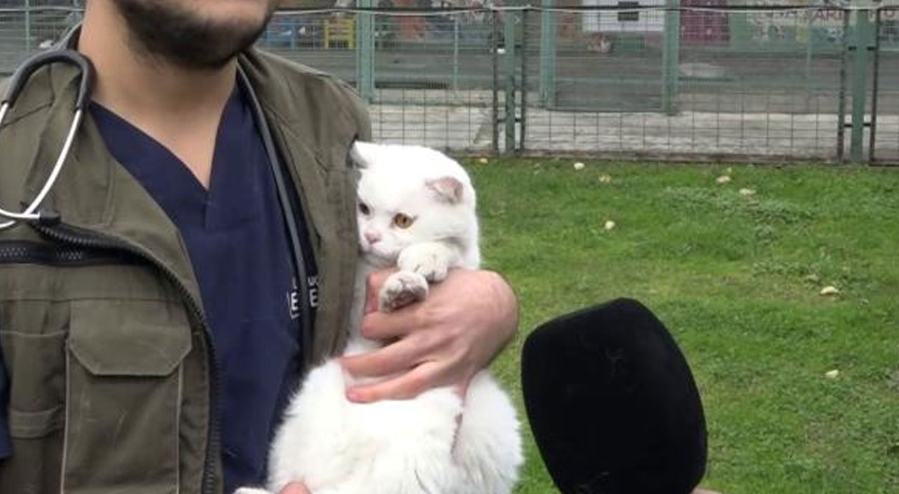 Boşanan çift kedileri paylaşamayınca ortada kalan kediler barınağa verildi