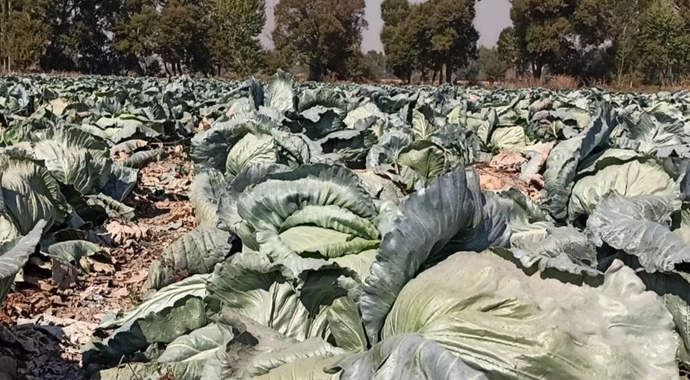 Dev lahanaların hasadı başladı