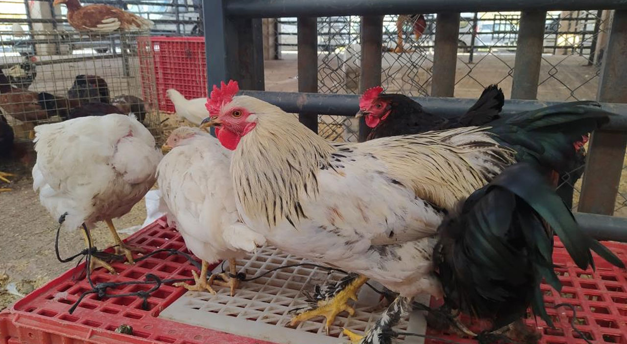 Tavuk satışları patladı: Markette 30 lira olan tavuk pazarda 10 lira