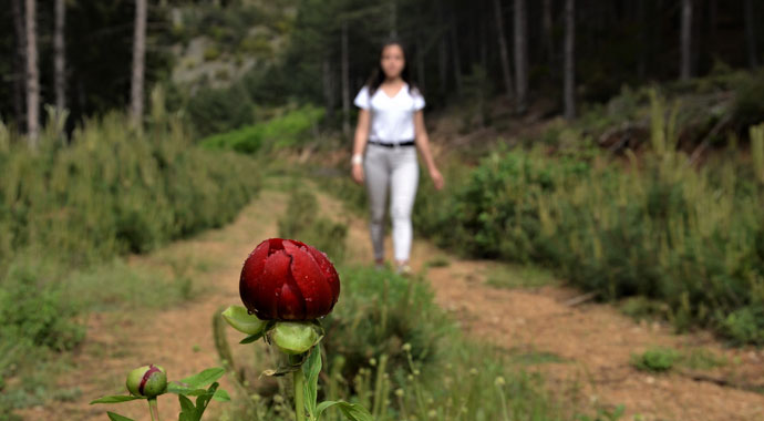 Ender görülen ‘İtecik lalesi’ Denizli’de bulundu