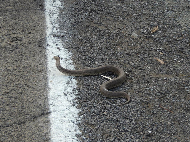Üç metrelik engerek yılanları vatandaşın korkulu rüyası oldu