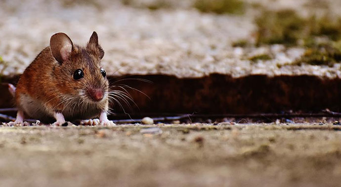 Nijerya'da 'Lassa ateşi' paniği! 19 kişi hayatını kaybetti