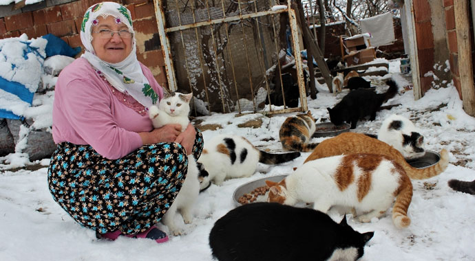 Nuriye Teyze kış nedeniyle 58 sokak kedisine evini açtı