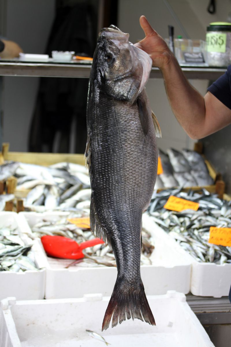 Düzce'de ağlara takılan 15 kilogramlık levrek şaşırttı