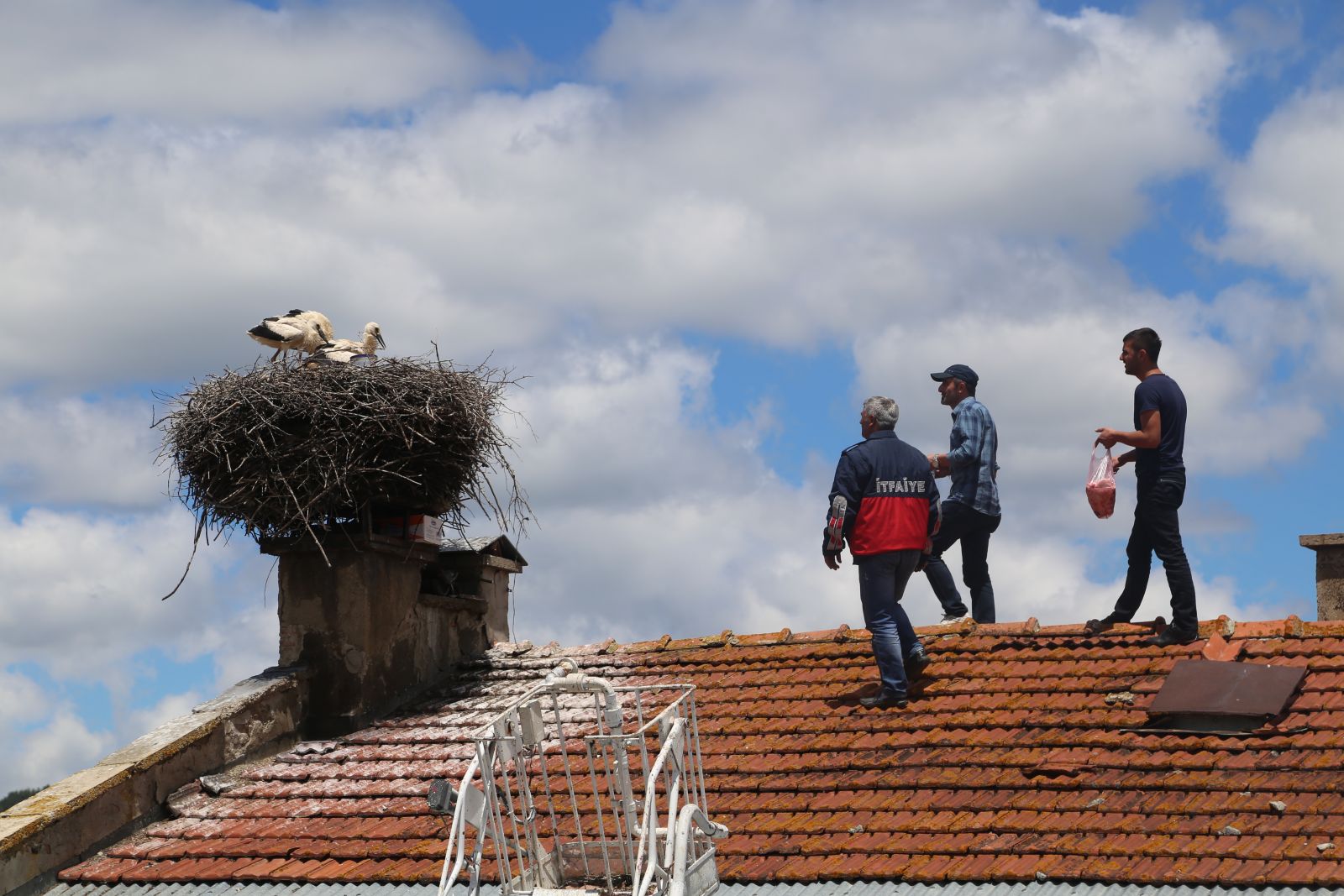 Anneleri ölen yavru leyleklere belediye sahip çıktı