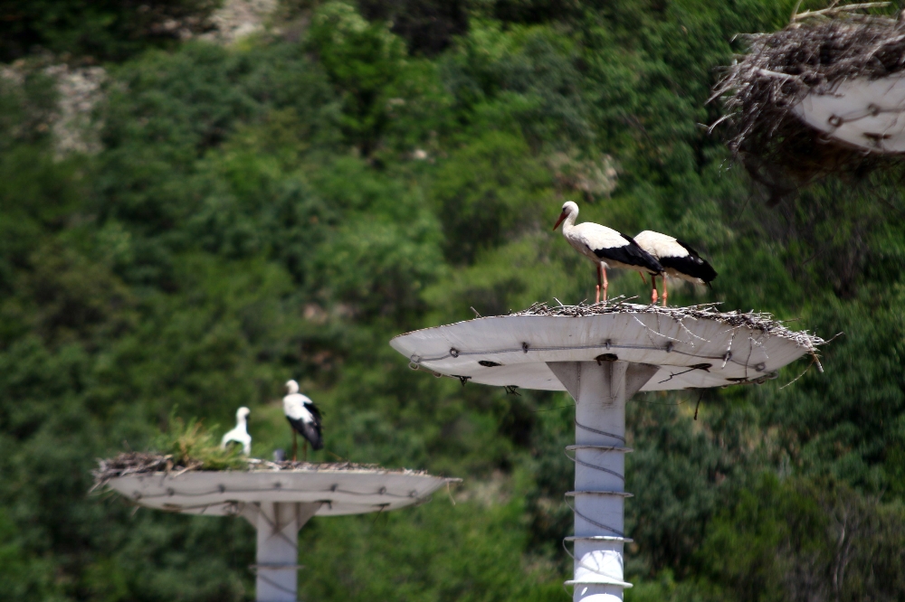 Dünyada örneği yok