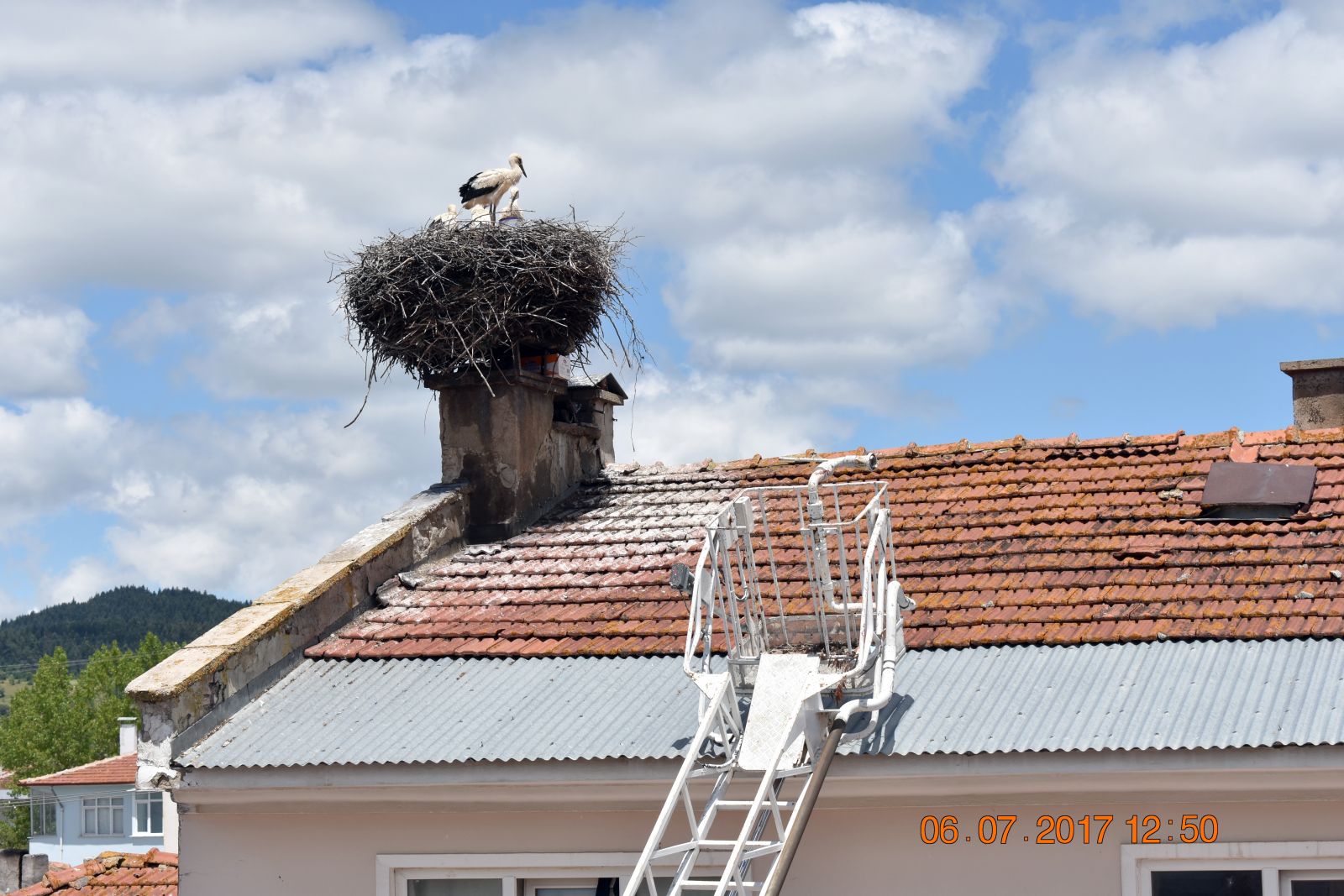 Anneleri ölen yavru leyleklere belediye sahip çıktı
