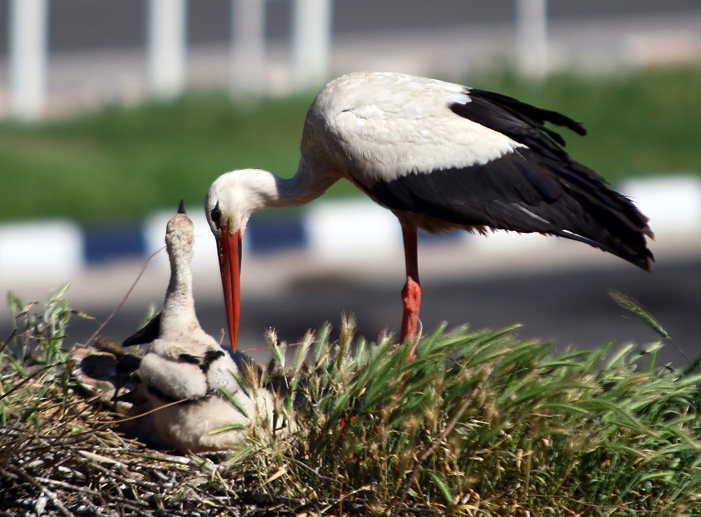 Dünyada örneği yok