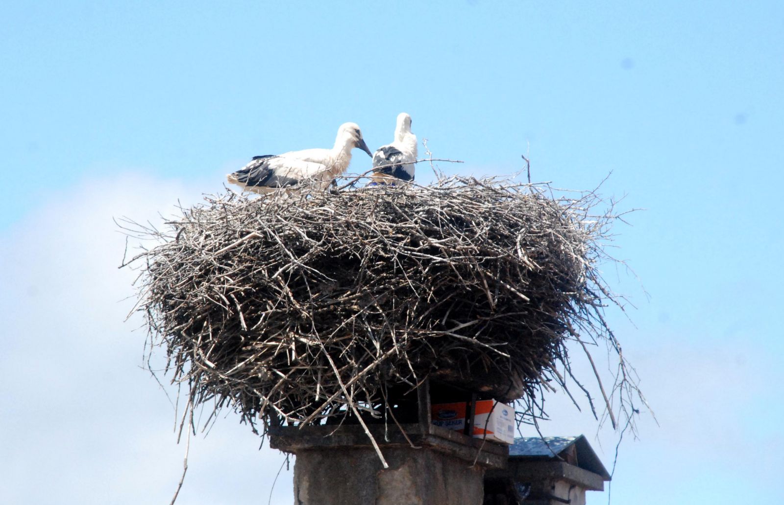 Anneleri ölen yavru leyleklere belediye sahip çıktı