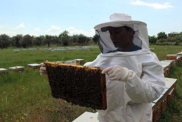 Aydın'da iki kadın yeni bir arı ırkı geliştirdi