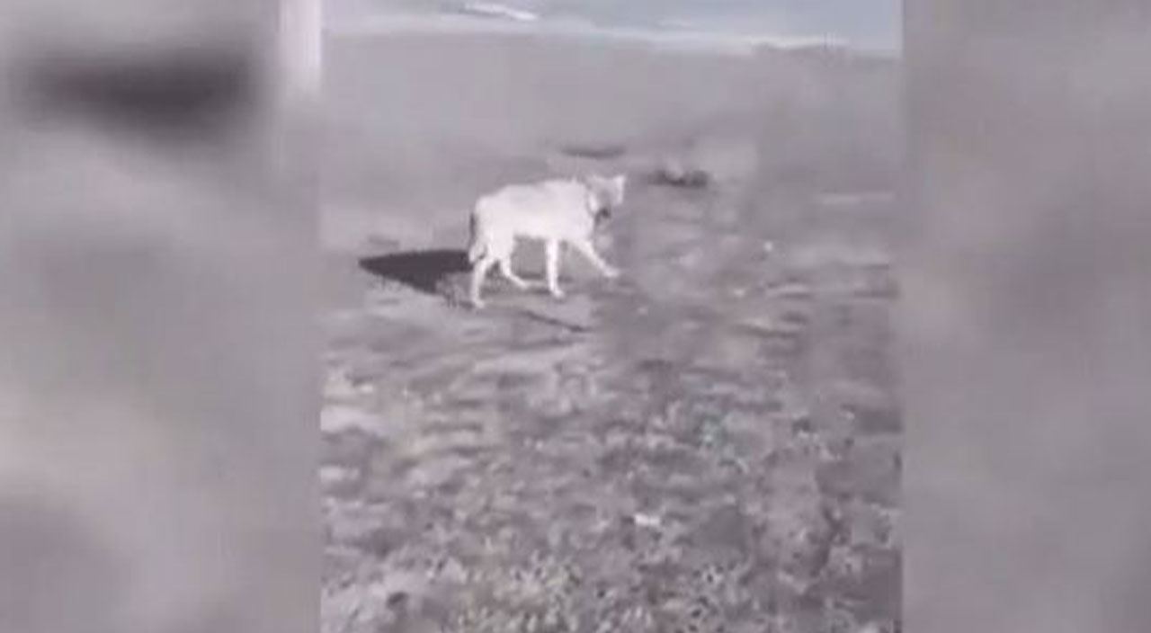 Koyunları otlatan çoban ve hırçın kurt burun buruna geldi, hareketleri gündem oldu