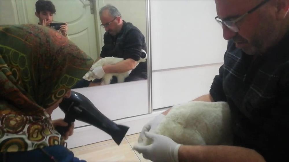 Evinde biberonla beslediği kuzu bez parasını kendi seçiyor