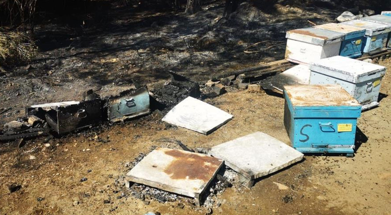 Marmaris'te orman yangınından sevindiren haber! Yangın kontrol altına alındı