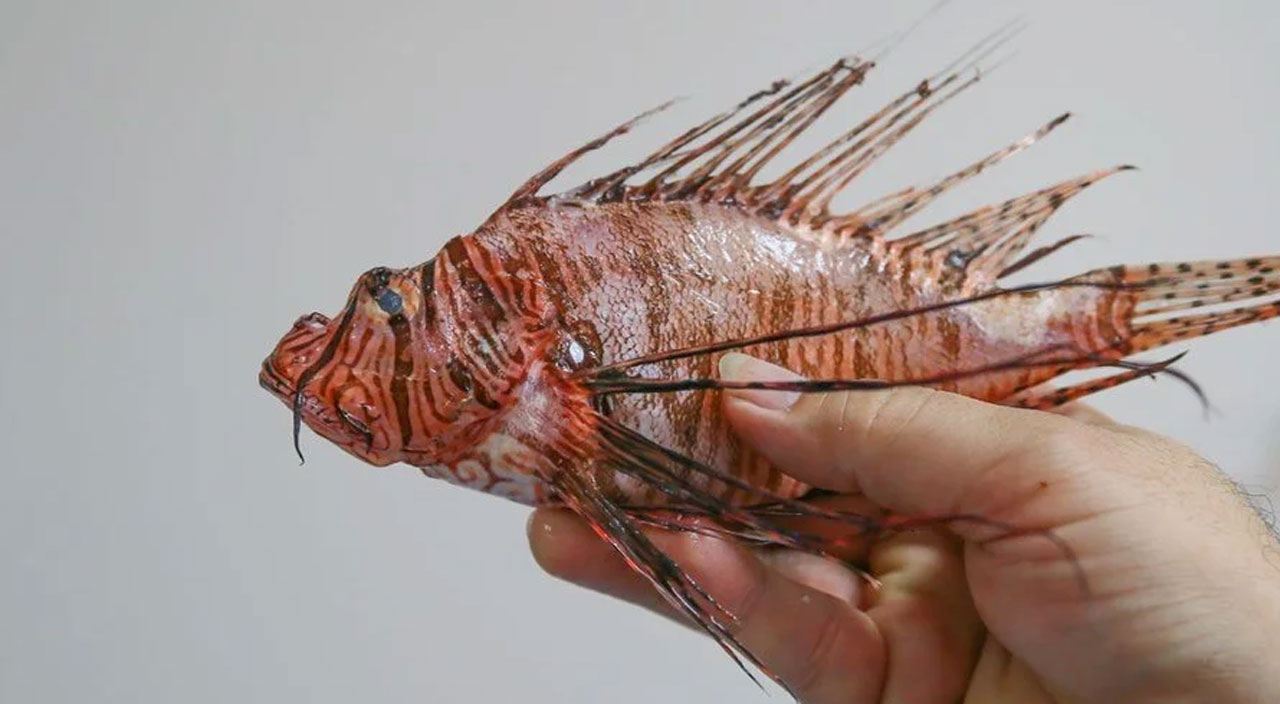 İstilacı türlerden Aslan Balığı Ege’de ortaya çıktı