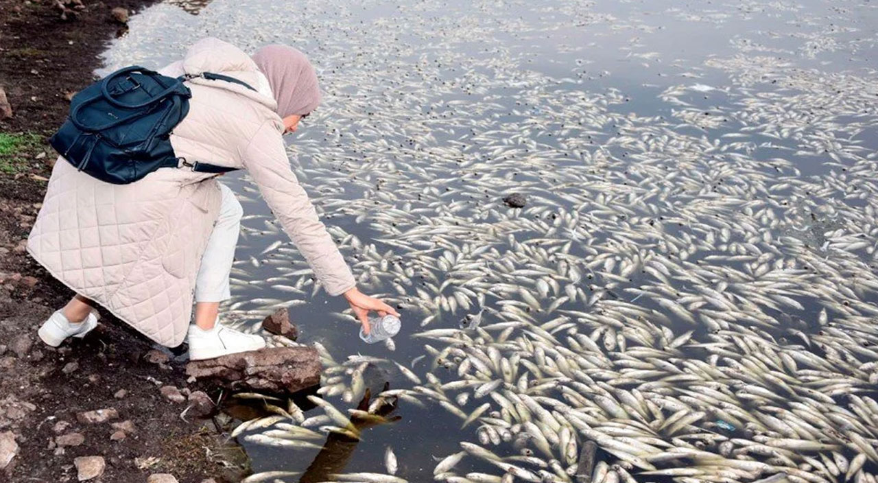 Şanlıurfa Hacı Hıdır Baraj Göleti’nde toplu balık ölümleri