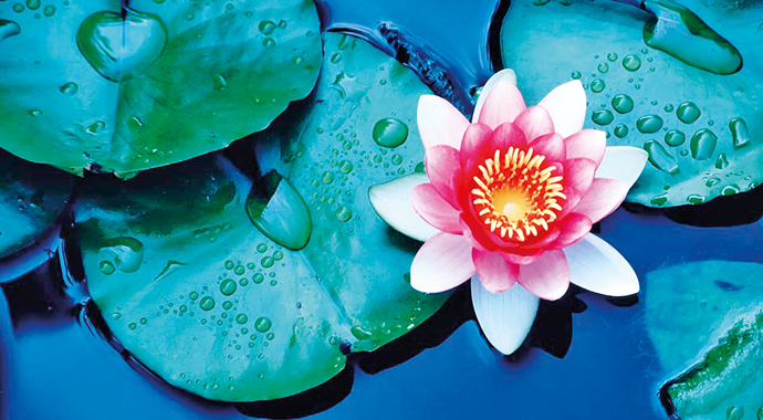 Irmak ormanı basarsa...