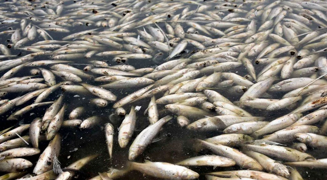 Şanlıurfa Hacı Hıdır Baraj Göleti’nde toplu balık ölümleri