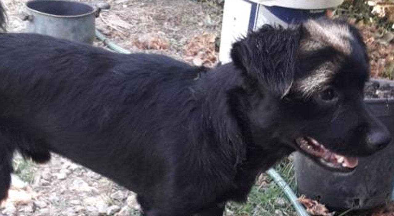 Kadıköy’de ‘mahsur köpek’ krizi: Ne görebiliyorlar ne geri alabiliyorlar Kadıköy’de ‘mahsur köpek’ krizi: Ne görebiliyorlar ne geri alabiliyorlar