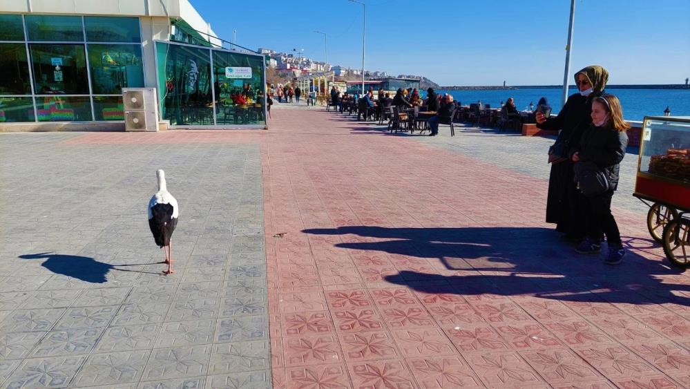Tekirdağ’a konan leylek, uçmayı unuttu