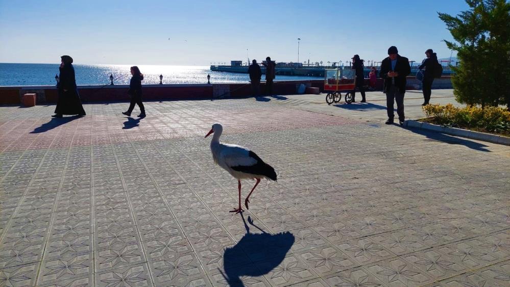 Tekirdağ’a konan leylek, uçmayı unuttu