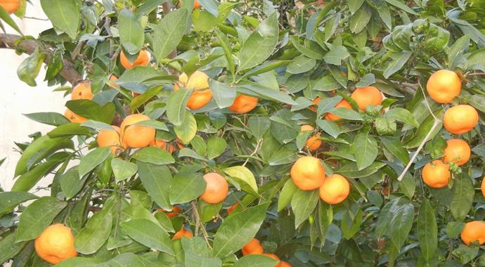 Mandalina üreticileri dert küpü