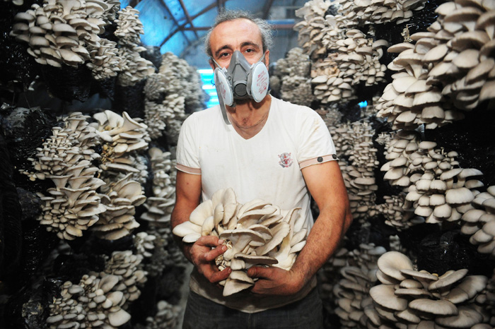 Pamuklara sararak yılda yüz ton mantar üretiyor!